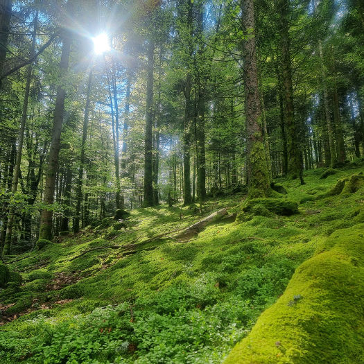Sentiers de randonnée et nature autour du Chalet Terejo
